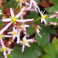Saxifraga fortunei 'Pink Mist'